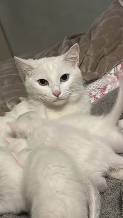 Котенок  голубые глаза