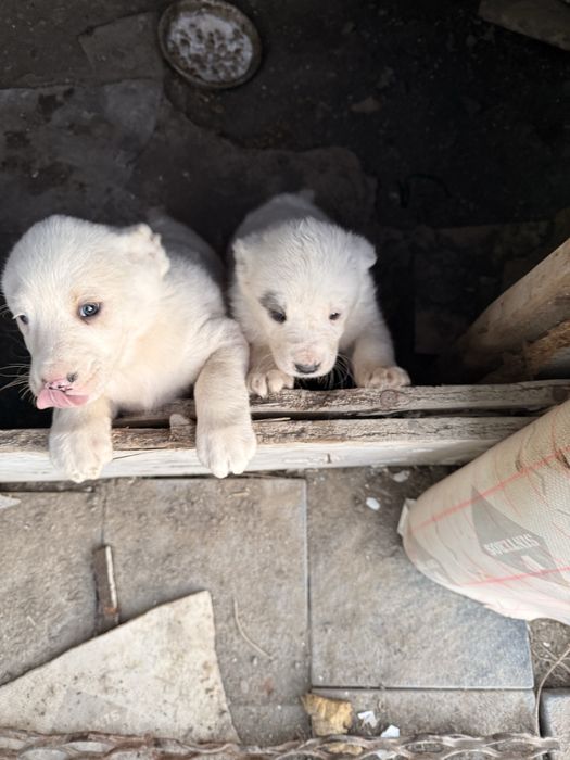 Алабайдын кушуктери сатылады