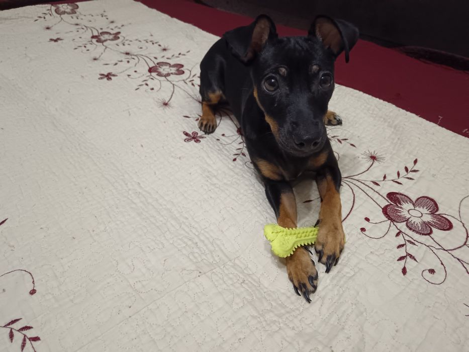 Продам девочку той терьера