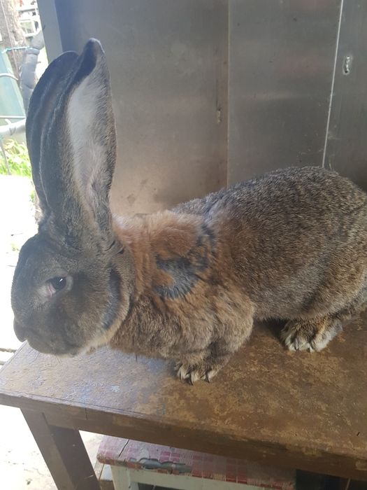 Vand iepuri urias german.