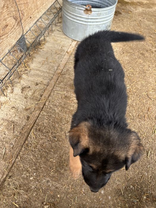 Catelusa ciobanesc german