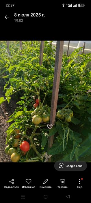 Продаю семена помидор,