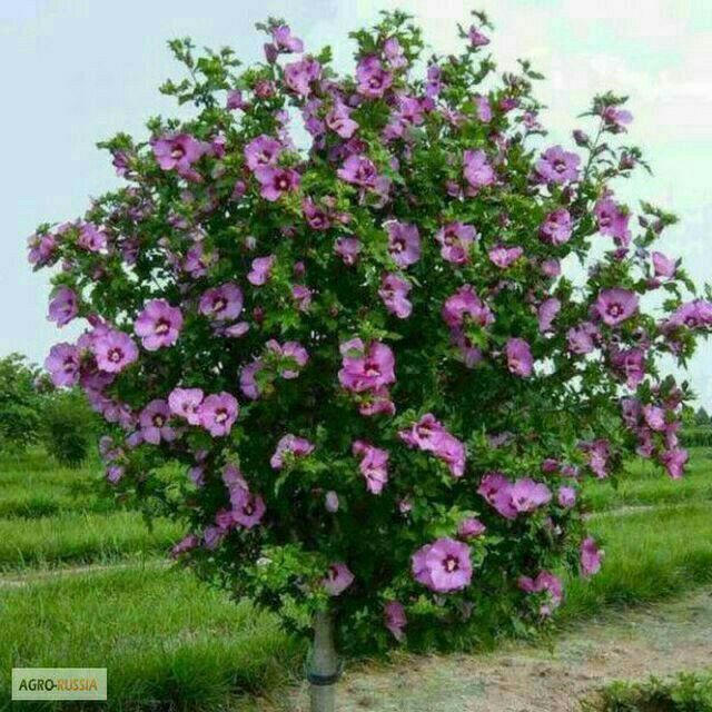 Manzarali daraxtlar gullar