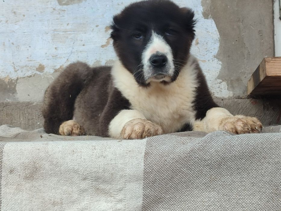 Щенки Алабая САО