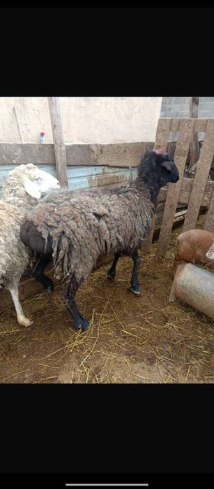 Продаются бараны жирные