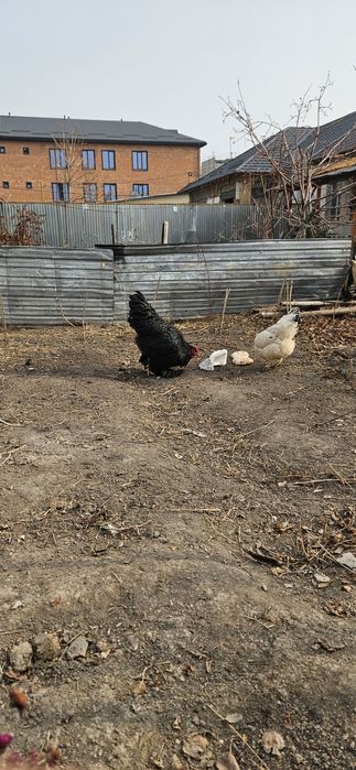 Қораз сатам бір жаста