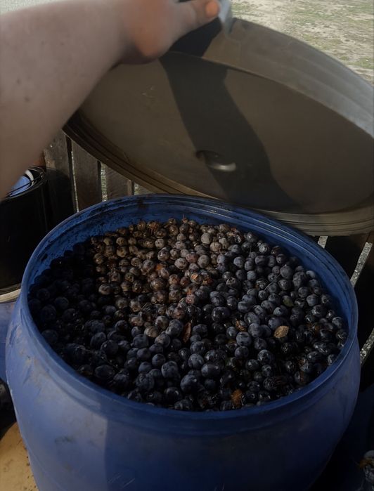 Prune de tuica de vanzare