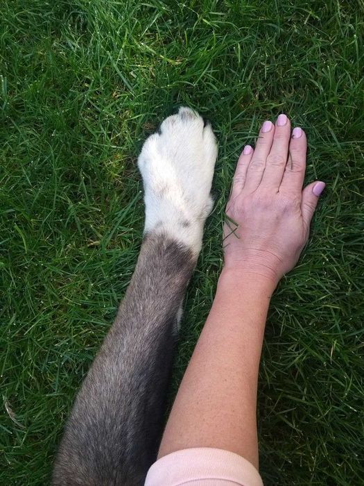 Американская Акита Вязка