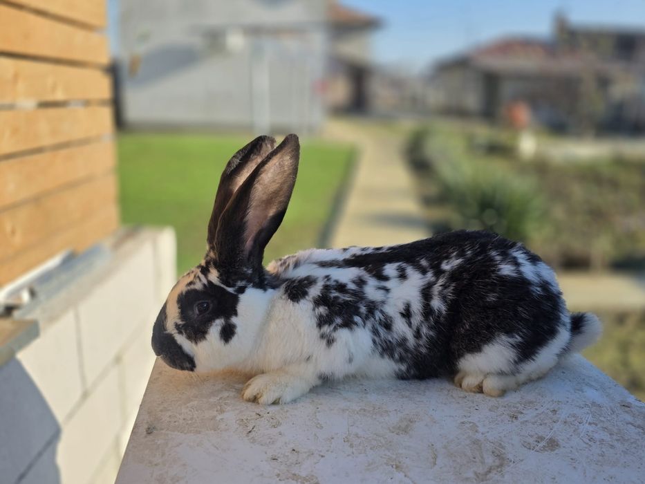 Salut 2 băieții și o fată detali in privat