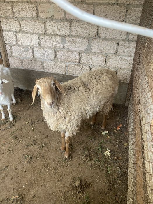 Қой……………………………..