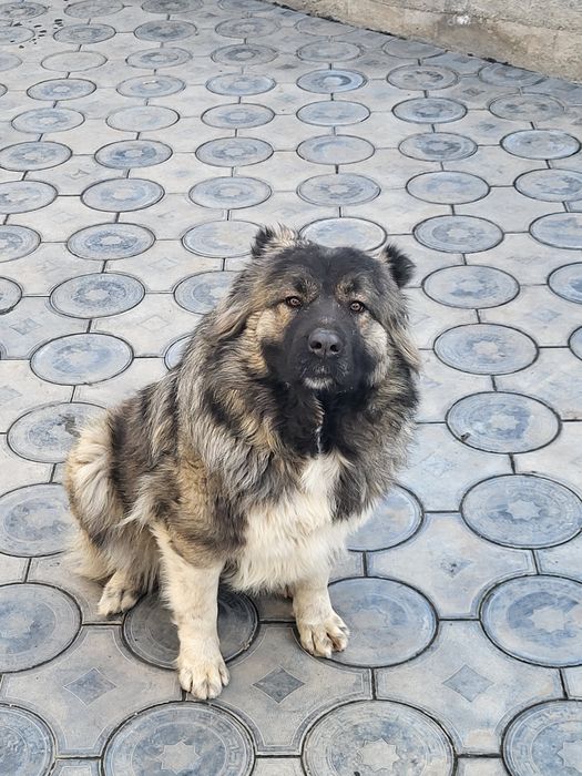 Кавказкая овчарка