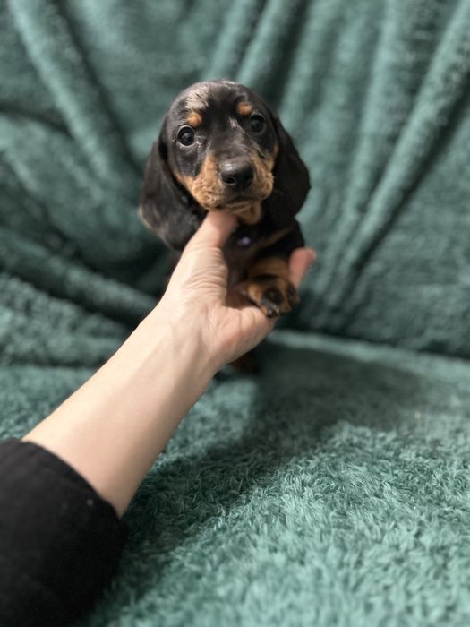 Femela teckel cu Certificat de Origine Pedigree FCI