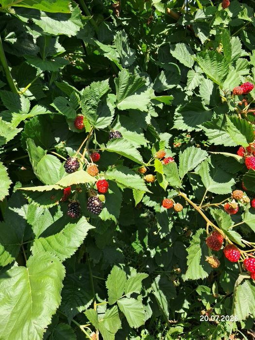 Mure proaspete Thornfree, nestropite -direct din plantatie