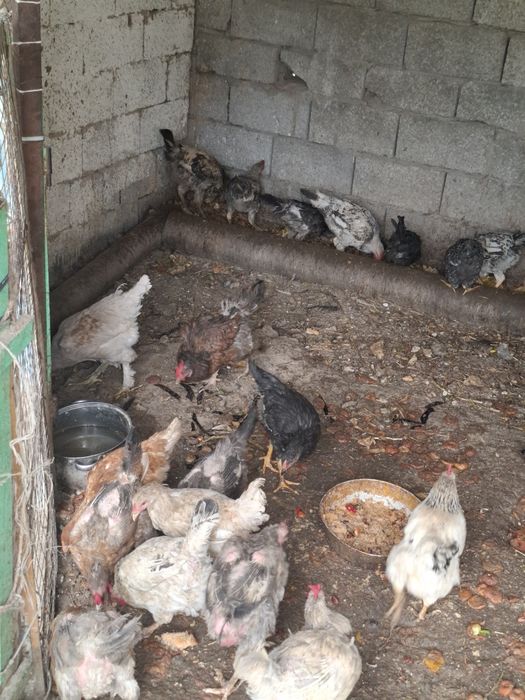 Домашный курицы.