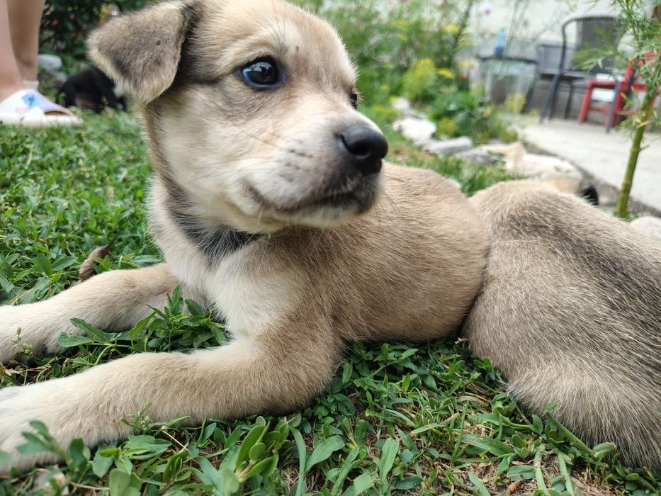 Adopție catei 2-4 luni