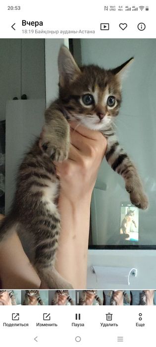 Котенок девочка Мия
