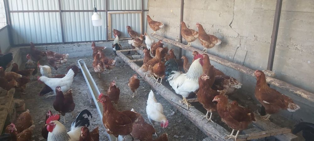 Продам куриц ломан браун