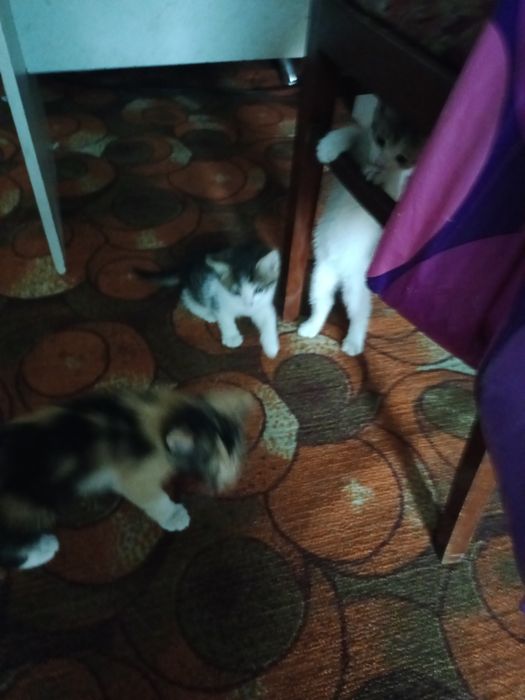 Отдам котят в хорошие руки
