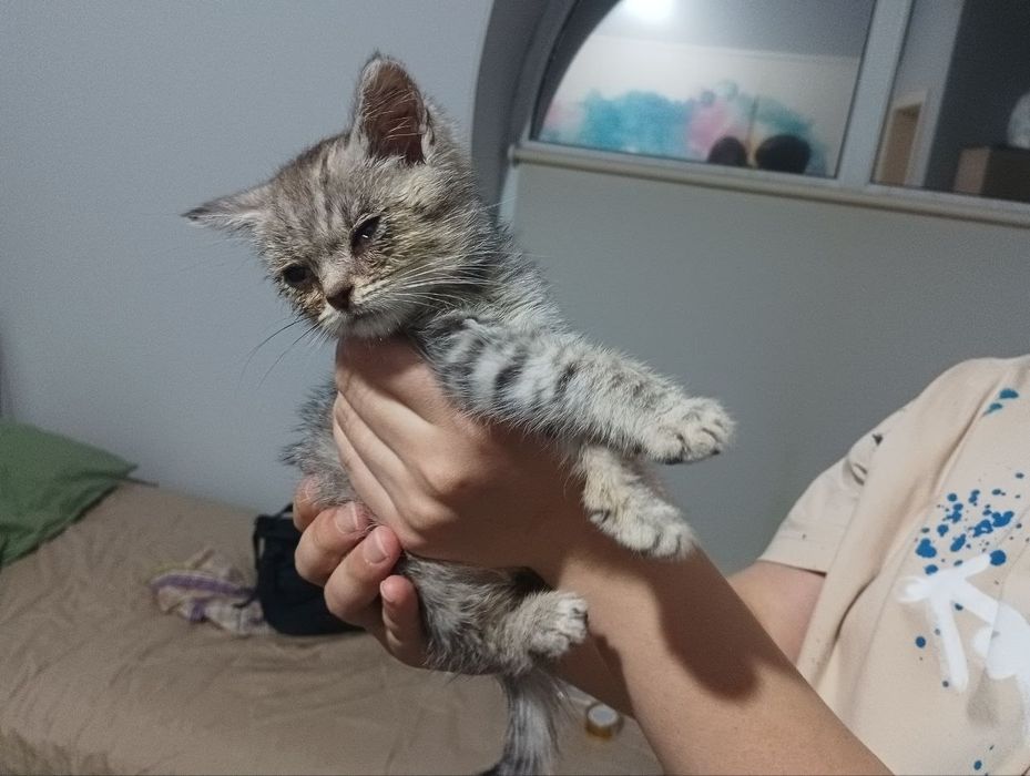 Отдам котёнка в добрые руки