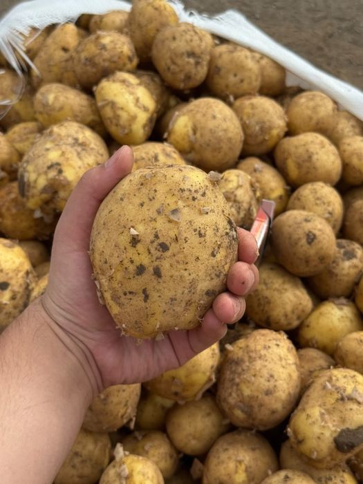 Кортошка домашная мишками