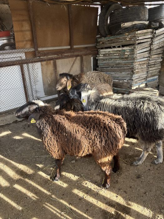 Қойлар сатылады семіз