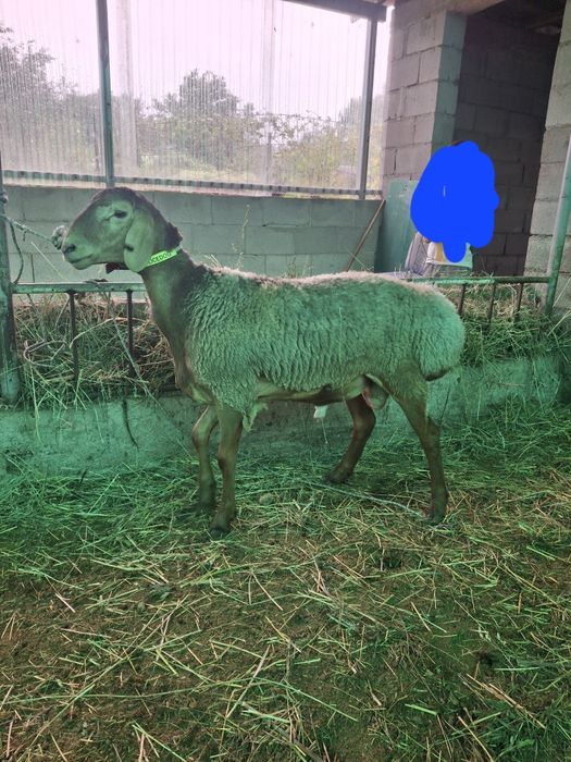 Продам кошкара  срочно