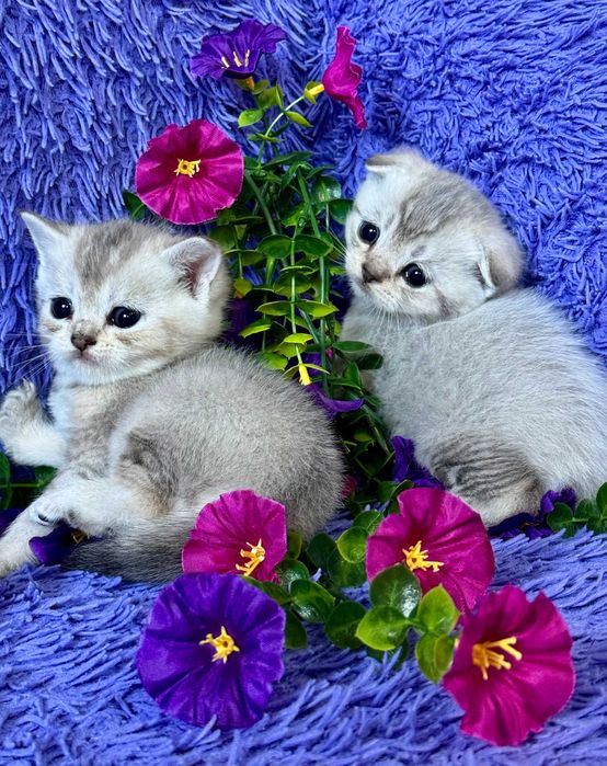 шиншиллы малыши плюшки