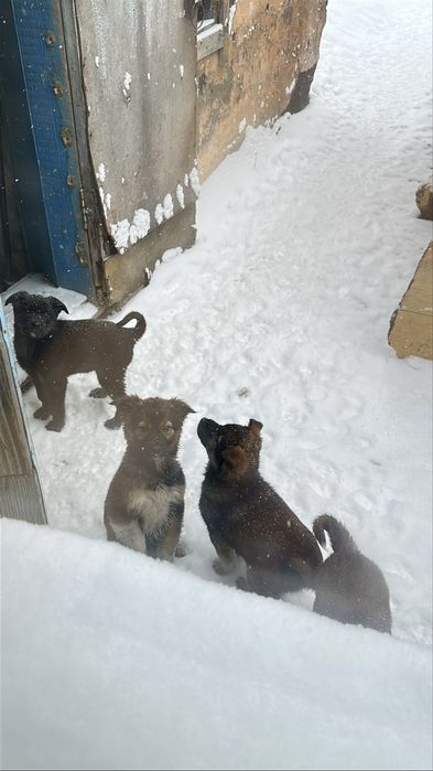 Отдам щенков в добрые руки