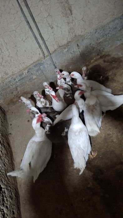 Katta Indautkalar sotiladi