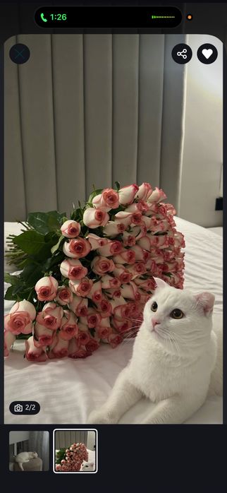 Кот подросток бесплатно