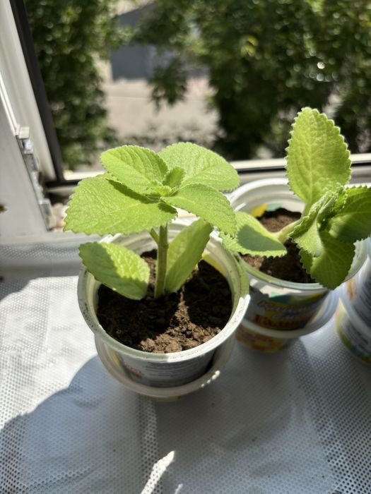 Лечебная растение мята