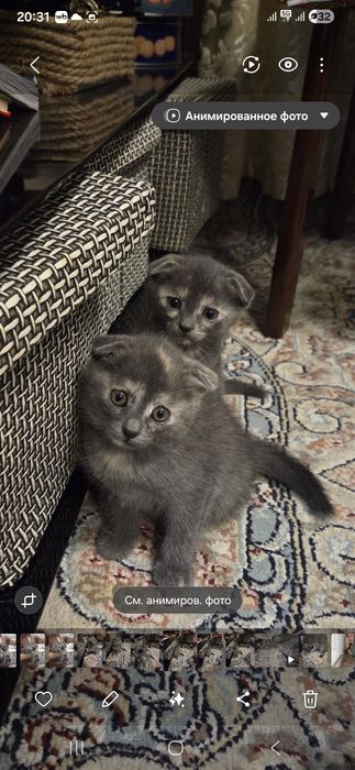 продам шотланских веслоух