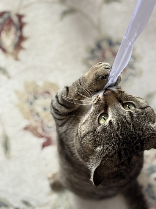 Найден упитанный кот