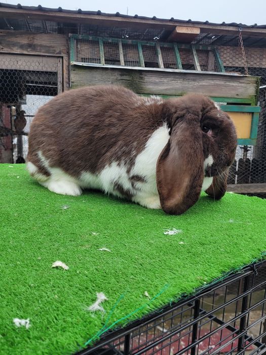 Iepuri Berbec German