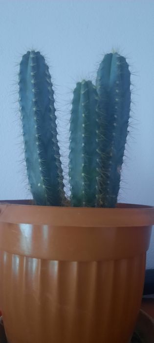 Cactusi diverse specii