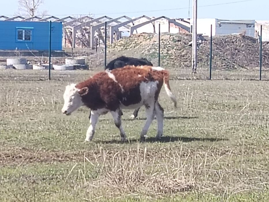 Крс корова телета