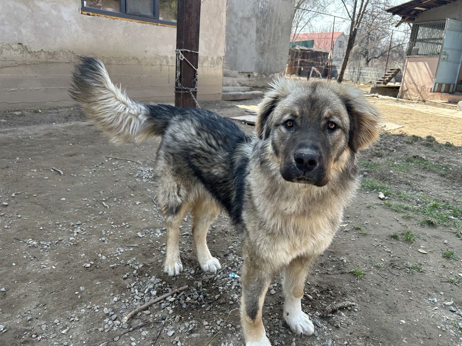 Щенок тобета 8 мес.