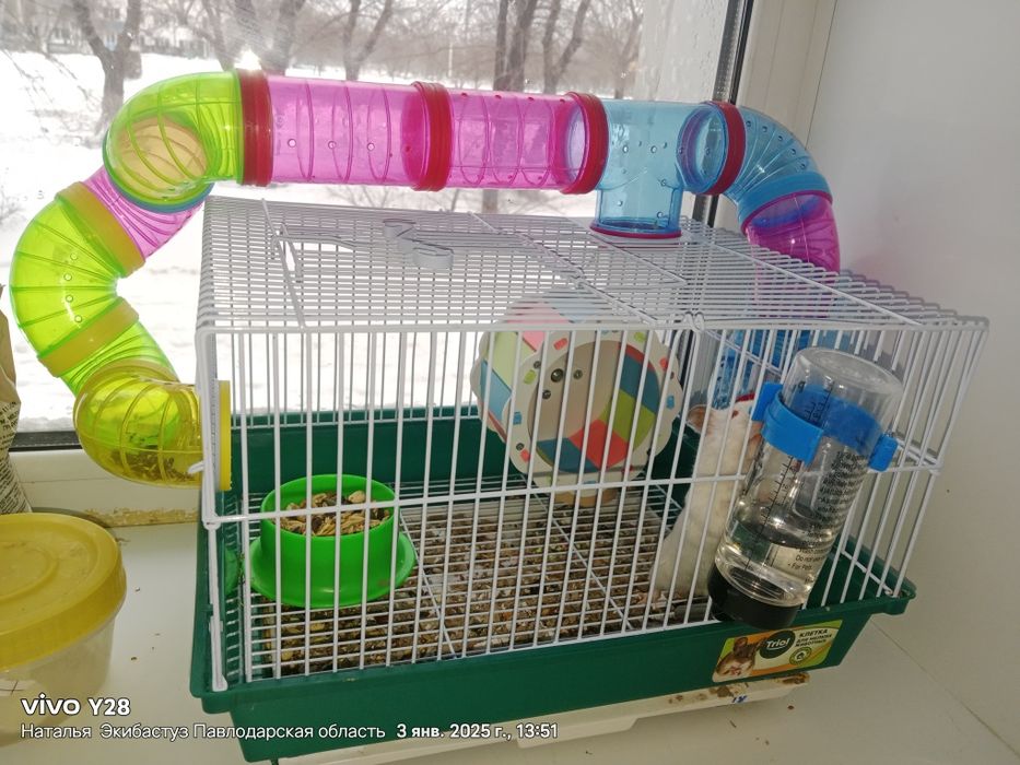 Продам хомячка джунгар