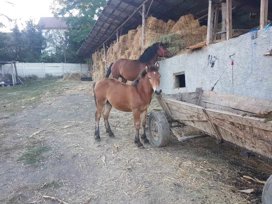 Vând mânz de 6 luni