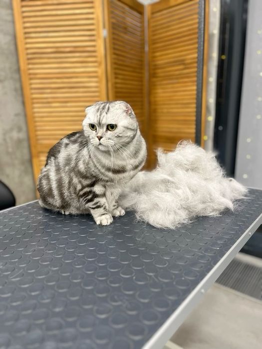 Груминг кошек 4000 АКЦИЯ