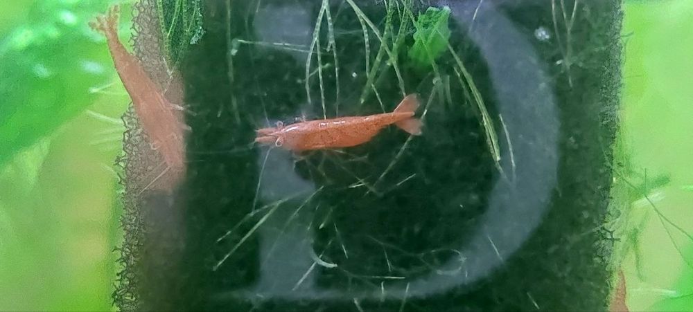 Криветки вишня красная