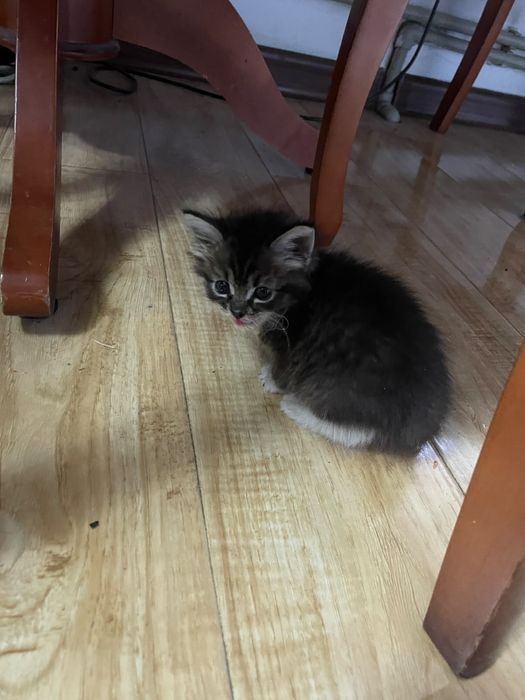 Котенок ищет хозяев
