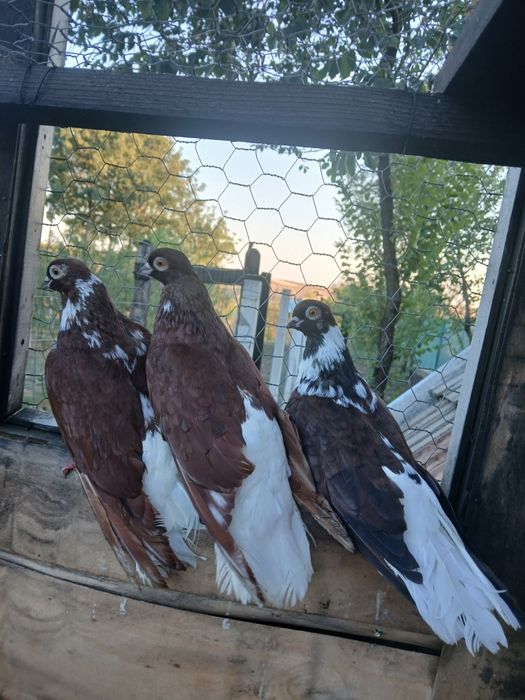 Codalb românesc de mare inalțime