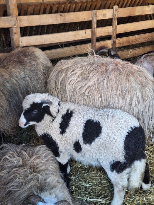 Berbecuț brez de vânzare