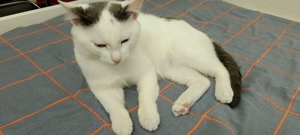 Кот, мальчик. 1 год