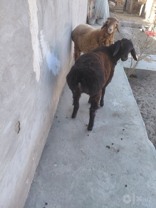 Gusar Qo‘y qo‘chqorlar  sotiladi 2ta