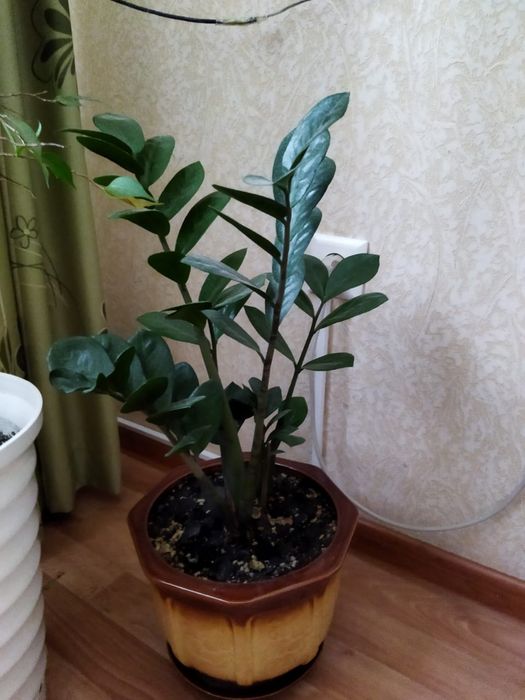 Замиокулькас или долларовое дерево