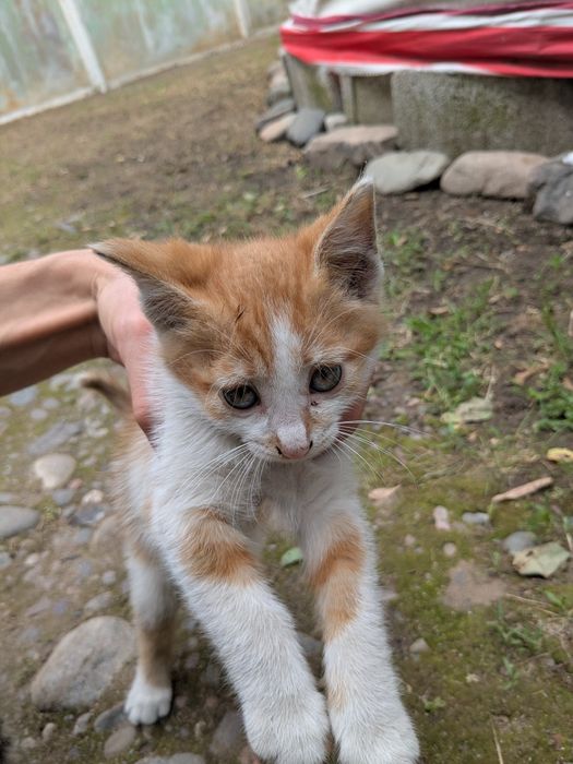 Отдам котят в добрые руки