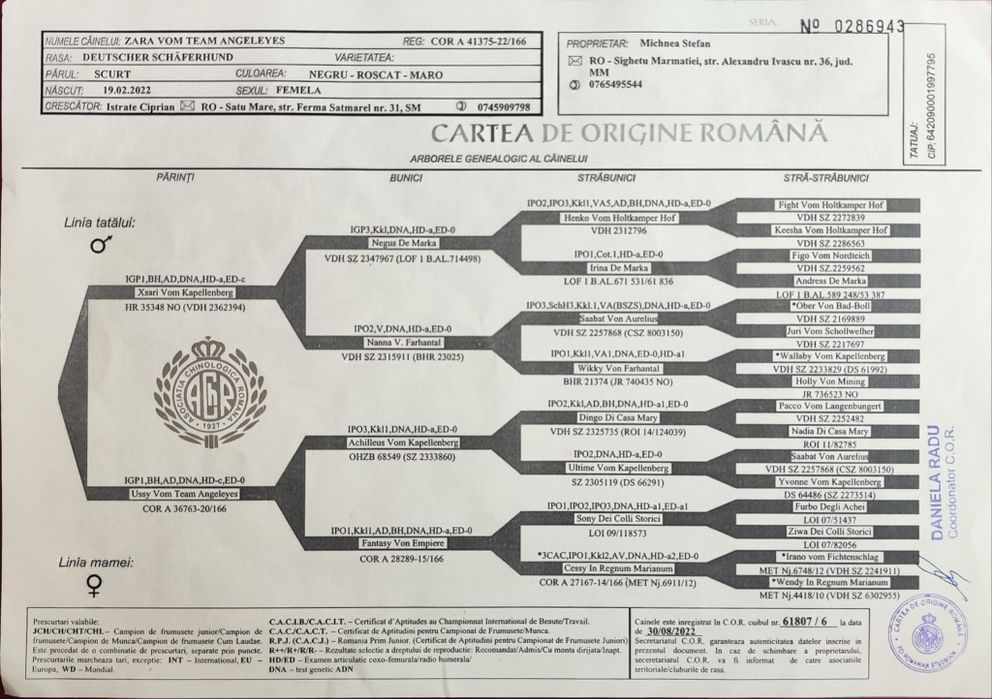 Ciobanesc german de vânzare