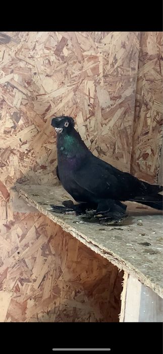 Голуби вольерные